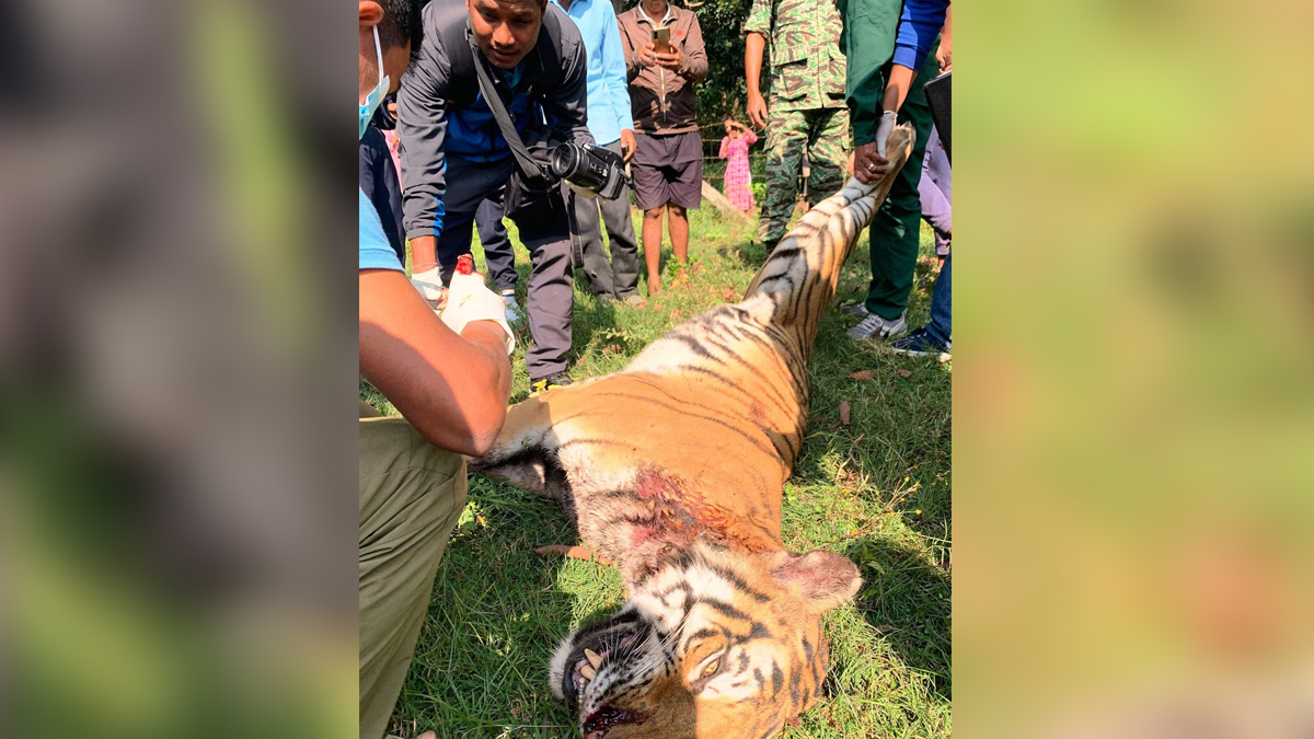 बर्दियामा पाटे बाघ मृत फेला